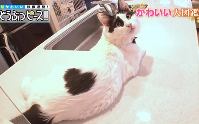 動画」ラブリーなハート柄の猫ちゃん大集合！：どうぶつピース