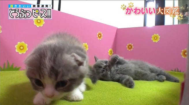 最新入荷】 DVD かわいい いたずら子ねこ CCP-8008 子猫 子ねこ 猫ちゃん 兄弟猫 癒し 肉球 遊び アニマル映像 動物 ペット 猫  飼い猫 いたずら 寝姿 スコティッシュフォールド ブリティッシュショートヘア ナポレオン シャルトリュー 赤ちゃん猫 動物映像 可愛い メール ...