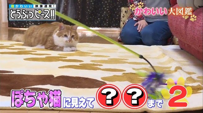 動画 ぽっちゃり猫ちゃんの意外すぎるアクロバティック技お披露目 どうぶつピース かわいい大図鑑 テレ東プラス 動画 ぽっちゃり猫ちゃんの意外すぎるアクロバティック技お披露目 どうぶつピース かわいい大図鑑 テレ東プラス