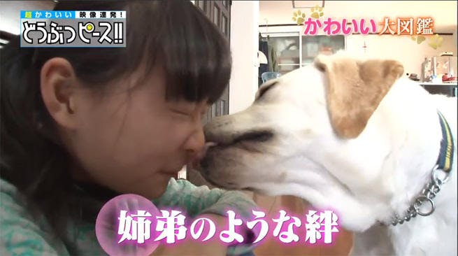 動画 立派な盲導犬になってね 犬と少女の最後の1週間 どうぶつピース かわいい大図鑑 テレ東プラス