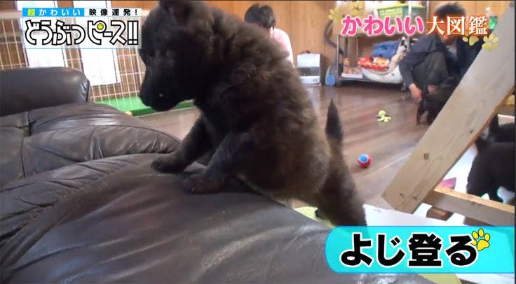 動画 ブサカワ犬のスロープチャレンジ どうぶつピース かわいい大図鑑 テレ東プラス