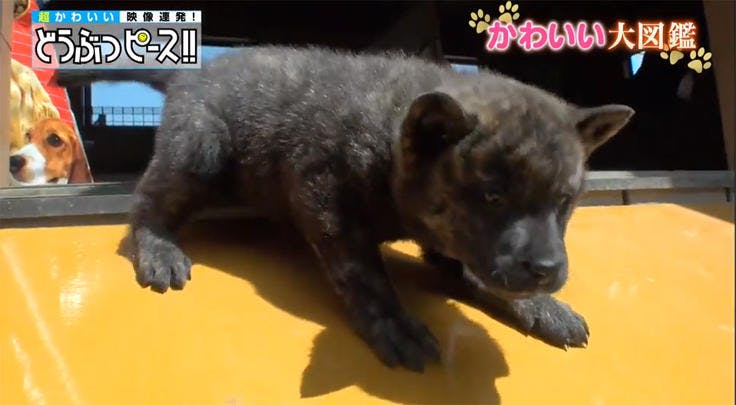 動画 ブサカワ犬のスロープチャレンジ どうぶつピース かわいい大図鑑 テレ東プラス