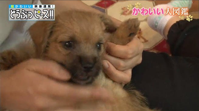 何の赤ちゃんかわかる 犬種クイズ3連発 どうぶつピース かわいい大図鑑 テレ東プラス