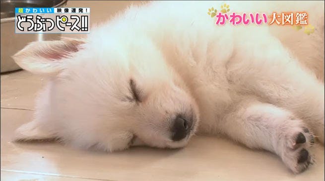 何の赤ちゃんかわかる 犬種クイズ3連発 どうぶつピース かわいい大図鑑 テレ東プラス