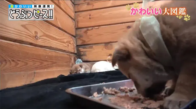動画 犬とサルのびっくり仲良しコンビ どうぶつピース かわいい大図鑑 テレ東プラス