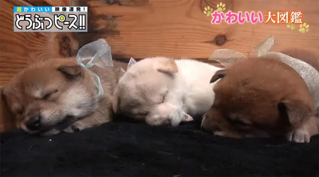 動画 犬とサルのびっくり仲良しコンビ どうぶつピース かわいい大図鑑 テレ東プラス