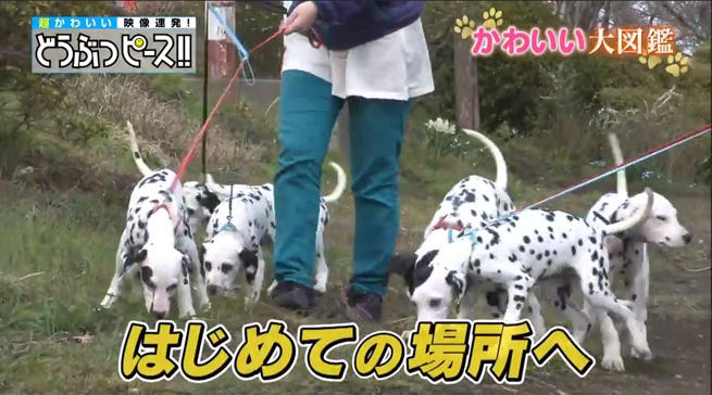 動画」柴犬3姉弟、スヤスヤおねむの弟たちにおてんばお姉ちゃんが突進！するも・・・？？：どうぶつピース！！かわいい大図鑑 |  テレビ東京・ＢＳテレ東の読んで見て感じるメディア テレ東プラス