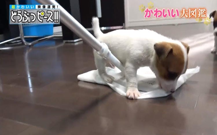 動くお掃除モップに子犬が大興奮 どうぶつピース かわいい大図鑑 テレ東プラス