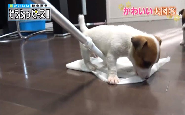 動くお掃除モップに子犬が大興奮 どうぶつピース かわいい大図鑑 テレ東プラス 動くお掃除モップに子犬が大興奮 どうぶつピース かわいい大図鑑 テレ東プラス