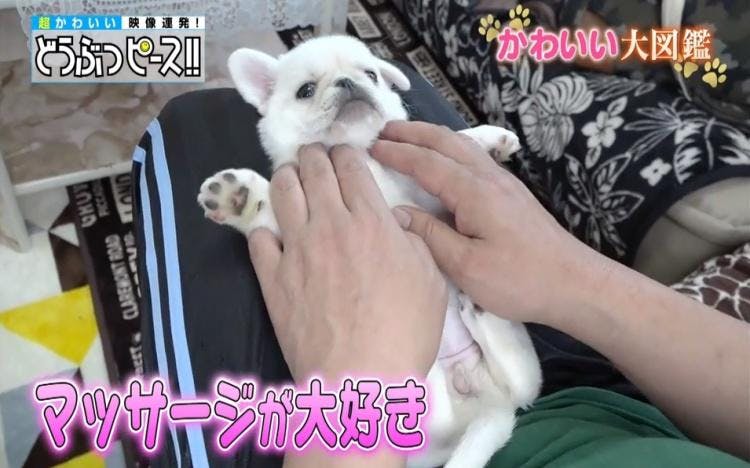 新入りワンちゃんが先輩犬と仲良くなるまで どうぶつピース かわいい大図鑑 テレ東プラス 新入りワンちゃんが先輩犬と仲良くなるまで どうぶつピース かわいい大図鑑 テレ東プラス