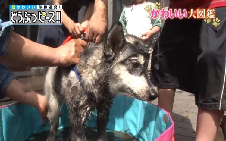 おてんばシベリアンハスキーの初めてのお風呂 どうぶつピース かわいい大図鑑 テレ東プラス おてんばシベリアンハスキーの初めてのお風呂 どうぶつピース かわいい大図鑑 テレ東プラス