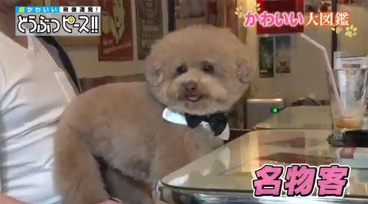 発見 新たな人面犬 個性的な特技を持つワンちゃん特集 どうぶつピース かわいい大図鑑 テレ東プラス