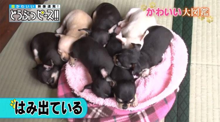ベッドにぎゅうぎゅう、チワワの7兄弟！ 日本で1匹だけの珍しい犬も ...