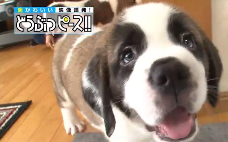特大　セントバーナード　WARABE 激レア　レトロ dp_inu_20180614_thum.jpg?auto=