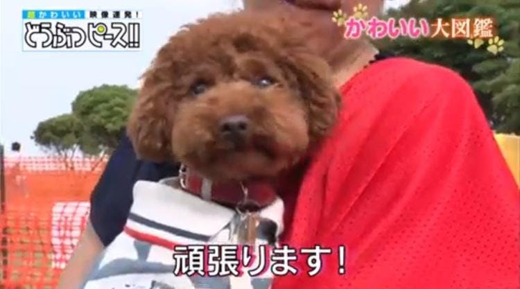 Snsで大人気 顔がシートの間にすっぽり挟まる柴犬 どうぶつピース かわいい大図鑑 テレ東プラス