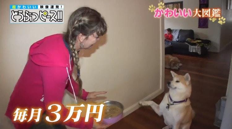 オーストラリアのハチ公 ジャングルで暮らす秋田犬 どうぶつピース かわいい大図鑑 テレ東プラス