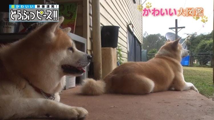 オーストラリアのハチ公 ジャングルで暮らす秋田犬 どうぶつピース かわいい大図鑑 テレ東プラス