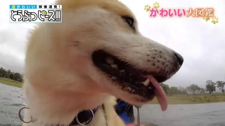 オーストラリアのハチ公 ジャングルで暮らす秋田犬 どうぶつピース かわいい大図鑑 テレ東プラス オーストラリアのハチ公 ジャングルで暮らす秋田犬 どうぶつピース かわいい大図鑑 テレ東プラス