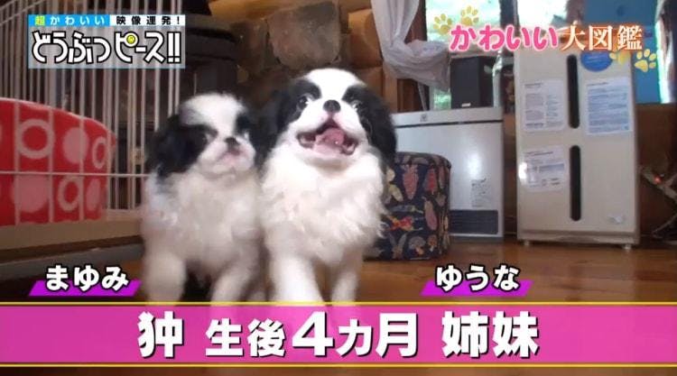 初の 日本犬祭り に0匹集結 仮装大会や納豆試食に大興奮 どうぶつピース かわいい大図鑑 テレ東プラス