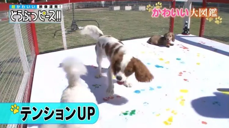 ハイハイできずにジタバタ 赤ちゃんブルドッグのよちよち奮闘記 どうぶつピース かわいい大図鑑 テレ東プラス