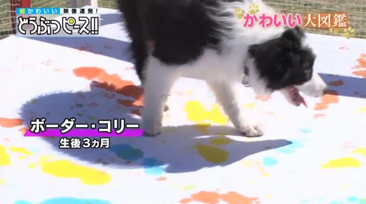 ハイハイできずにジタバタ 赤ちゃんブルドッグのよちよち奮闘記 どうぶつピース かわいい大図鑑 テレ東プラス