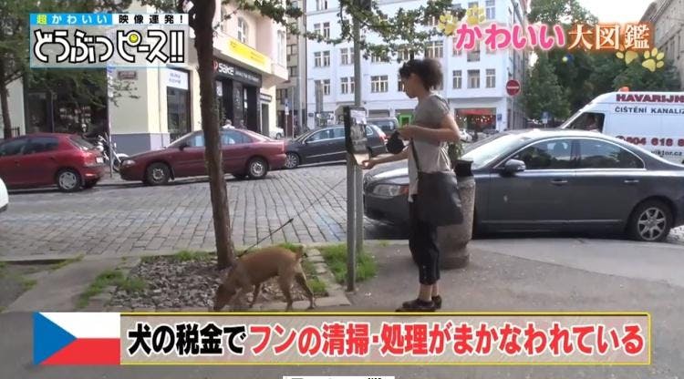 お父さん犬 でおなじみ北海道犬が 世界一犬好きな国 チェコで大人気の秘密は テレ東プラス お父さん犬 でおなじみ北海道犬が 世界一犬好きな国 チェコで大人気の秘密は テレ東プラス