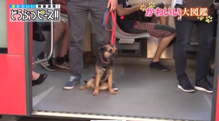 お父さん犬 でおなじみ北海道犬が 世界一犬好きな国 チェコで大人気の秘密は テレ東プラス お父さん犬 でおなじみ北海道犬が 世界一犬好きな国 チェコで大人気の秘密は テレ東プラス