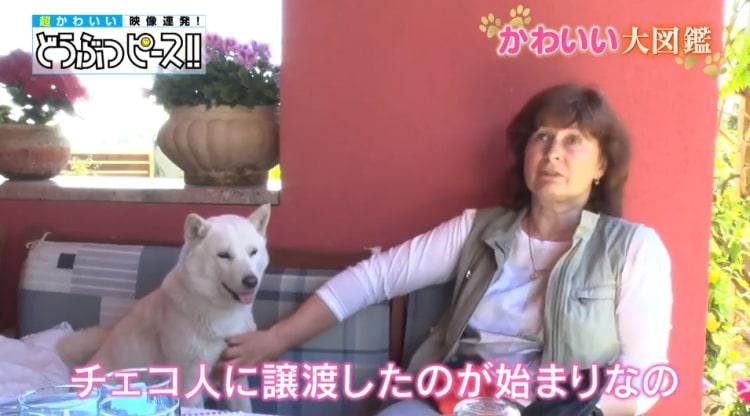 お父さん犬 でおなじみ北海道犬が 世界一犬好きな国 チェコで大人気の秘密は テレ東プラス お父さん犬 でおなじみ北海道犬が 世界一犬好きな国 チェコで大人気の秘密は テレ東プラス