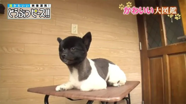 動画再生46万回突破 ローマを散歩する秋田犬から 隙間に顔がすっぽりはまる犬まで どうぶつピース テレ東プラス