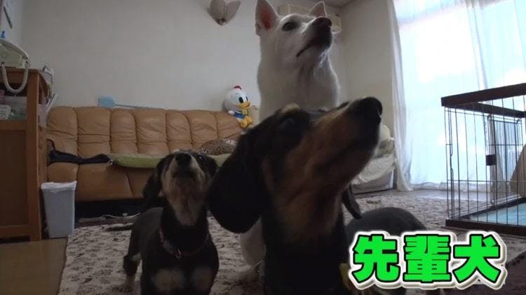 クセが強い先輩のお尻をクンクン 新入り赤ちゃん犬の試練 超かわいい映像連発 どうぶつピース テレ東プラス クセが強い先輩のお尻をクンクン 新入り赤ちゃん犬の試練 超かわいい映像連発 どうぶつピース テレ東プラス