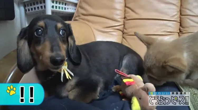 クセが強い先輩のお尻をクンクン 新入り赤ちゃん犬の試練 超かわいい映像連発 どうぶつピース テレ東プラス