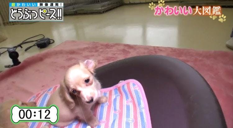 ここ掘れワンワン 散歩帰りのワンちゃんが掘るモノ どうぶつピース かわいい大図鑑 テレ東プラス