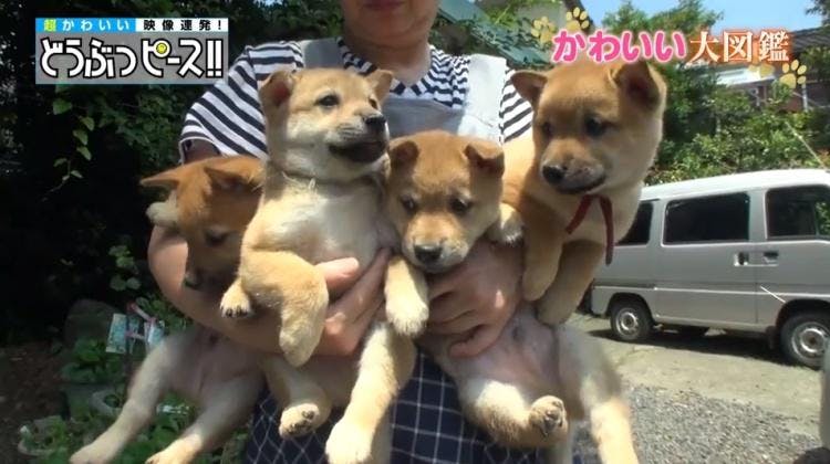 全国にたった50匹だけ 希少な日本犬の赤ちゃん どうぶつピース かわいい大図鑑 テレ東プラス