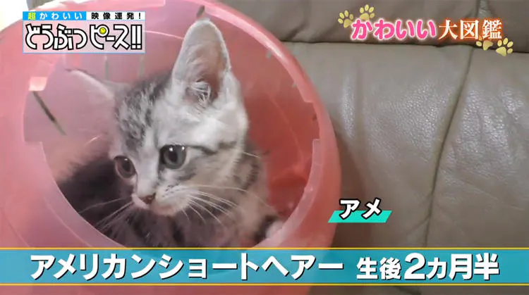 5 Off 動物の赤ちゃん大図鑑 世界一カワイイ Daterskate Com Ar