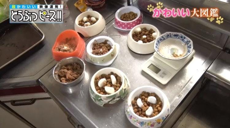 毎日が大運動会 マルチーズ7匹の大家族に密着 どうぶつピース かわいい大図鑑 テレ東プラス 毎日が大運動会 マルチーズ7匹の大家族に密着 どうぶつピース かわいい大図鑑 テレ東プラス