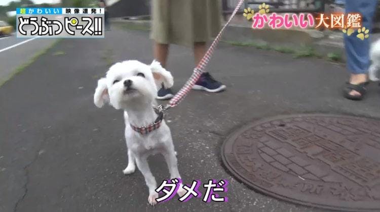 毎日が大運動会 マルチーズ7匹の大家族に密着 どうぶつピース かわいい大図鑑 テレ東プラス 毎日が大運動会 マルチーズ7匹の大家族に密着 どうぶつピース かわいい大図鑑 テレ東プラス