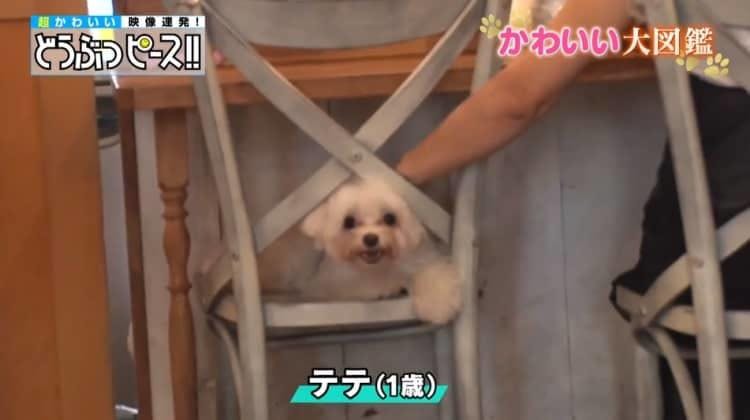 ツンデレ看板犬 初めてのお客さん限定の 激カワサービス どうぶつピース テレ東プラス