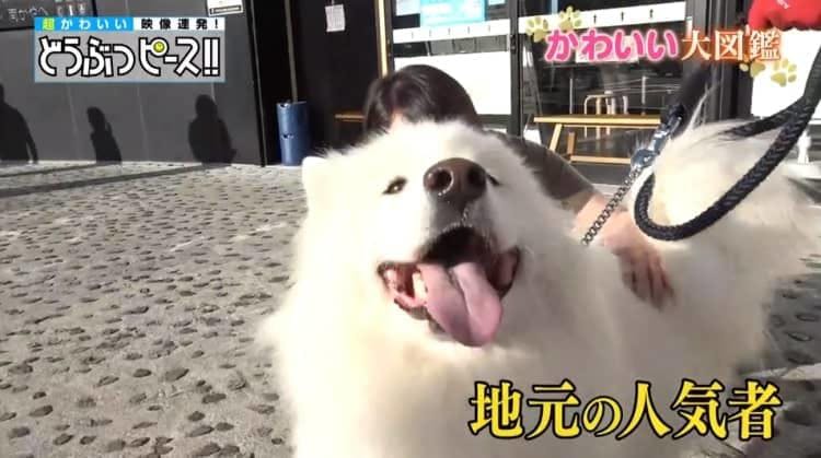 ツンデレ看板犬 初めてのお客さん限定の 激カワサービス どうぶつピース テレ東プラス