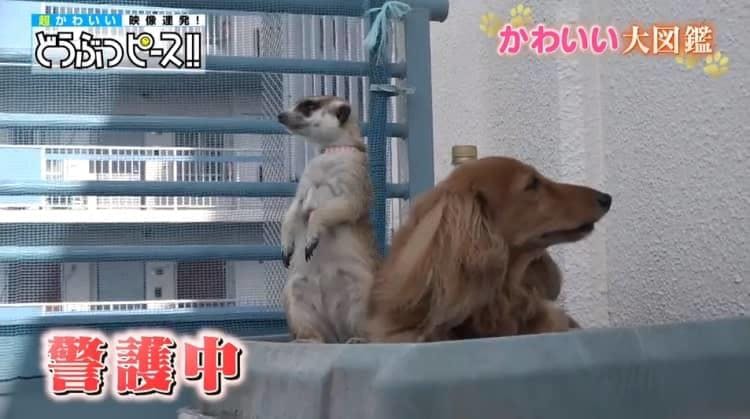 仁王立ちポーズで警護中 大好きなワンちゃんを守るミーアキャット どうぶつピース かわいい大図鑑 テレ東プラス