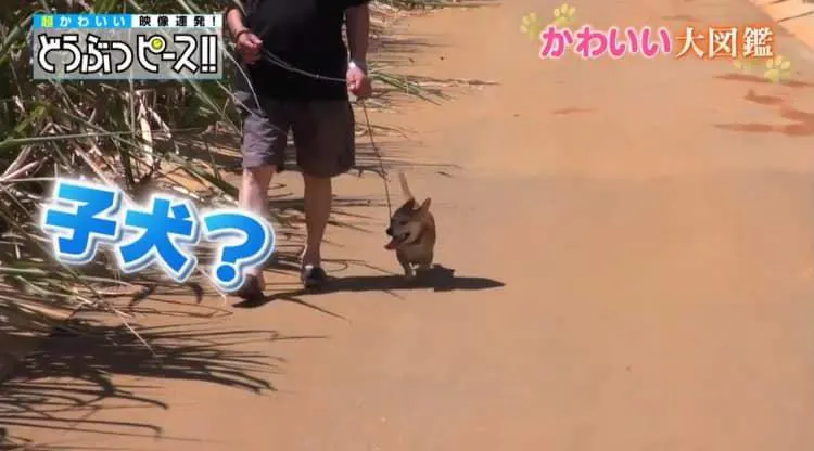 手のひらサイズのワンちゃん マグカップの中でウトウト どうぶつピース かわいい大図鑑 テレ東プラス