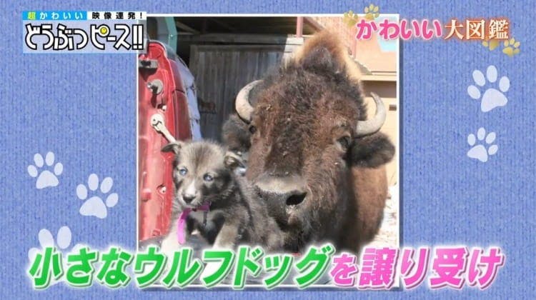 追いかけっこもダイナミック 700kgの巨体を誇るアメリカバイソンと暮らすワンちゃん どうぶつピー テレ東プラス