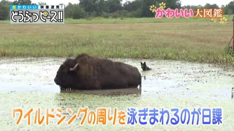 追いかけっこもダイナミック! 700kgの巨体を誇るアメリカ 追いかけっこもダイナミック! 700kgの巨体を誇るアメリカ