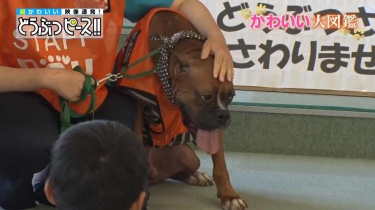 飼い主に捨てられ殺処分寸前だったボクサー犬がセラピードッグに どうぶつピース かわいい大図鑑 テレ東プラス