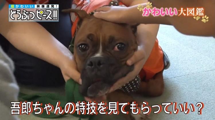 ボクサー犬？動物モチーフのブロンズ像 （ボクサーの特徴・性格