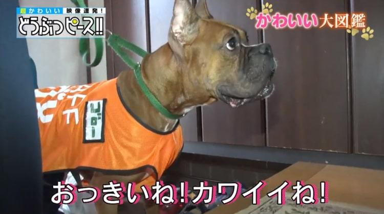 飼い主に捨てられ殺処分寸前だったボクサー犬がセラピードッグに