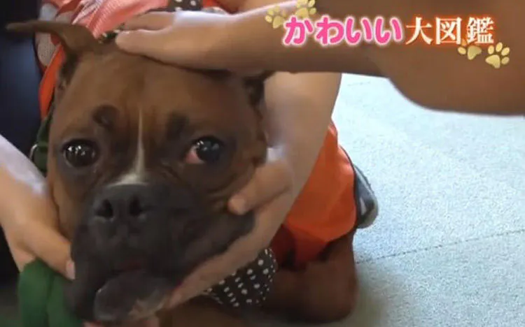 dp_inu_20190606_thum.jpg?auto=  