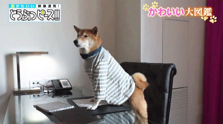 世界一クール ニューヨーク タイムズ一面を飾った柴犬 どうぶつピース かわいい大図鑑 テレ東プラス