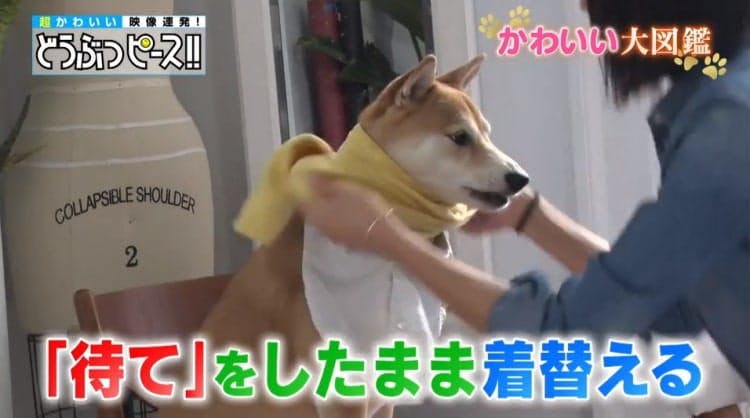 世界一クール ニューヨーク タイムズ一面を飾った柴犬 どうぶつピース かわいい大図鑑 テレ東プラス