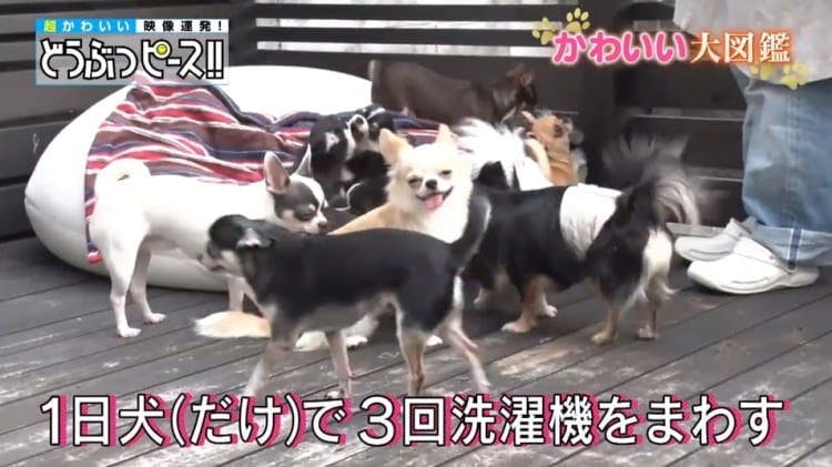 Wachawacha 在依靠14只生活的奇瓦瓦大家庭的hachamecha温泉旅行紧贴 Tere Topla Wachawacha 在依靠14只生活的奇瓦瓦大家庭的hachamecha温泉旅行紧贴 Tere Topla