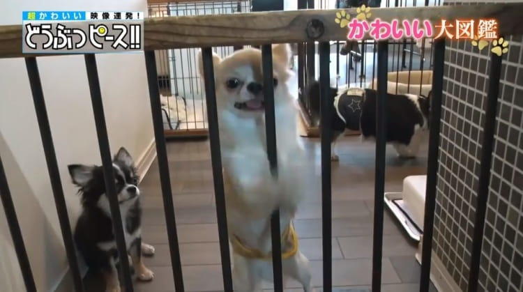 わちゃわちゃ！ 14匹で暮らすチワワ大家族のハチャメチャ温泉旅行に